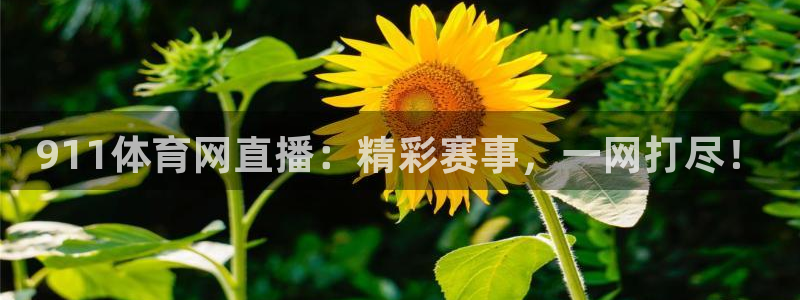 袋鼠nba体育：911体育网直播：精彩赛事，一网打尽！